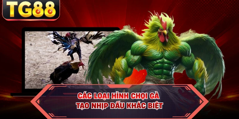 Các loại hình chọi gà tạo nhịp đấu khác biệt