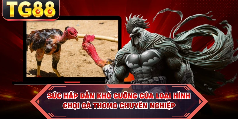 Sức hấp dẫn khó cưỡng của loại hình chọi gà Thomo chuyên nghiệp